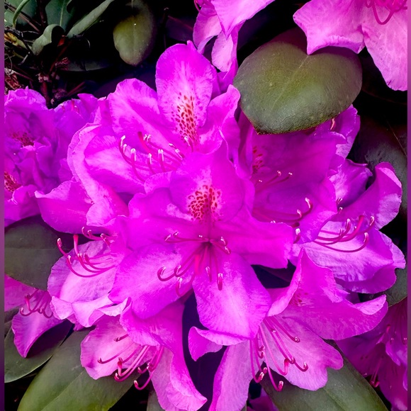 Hello ! - Picture 1 of 1